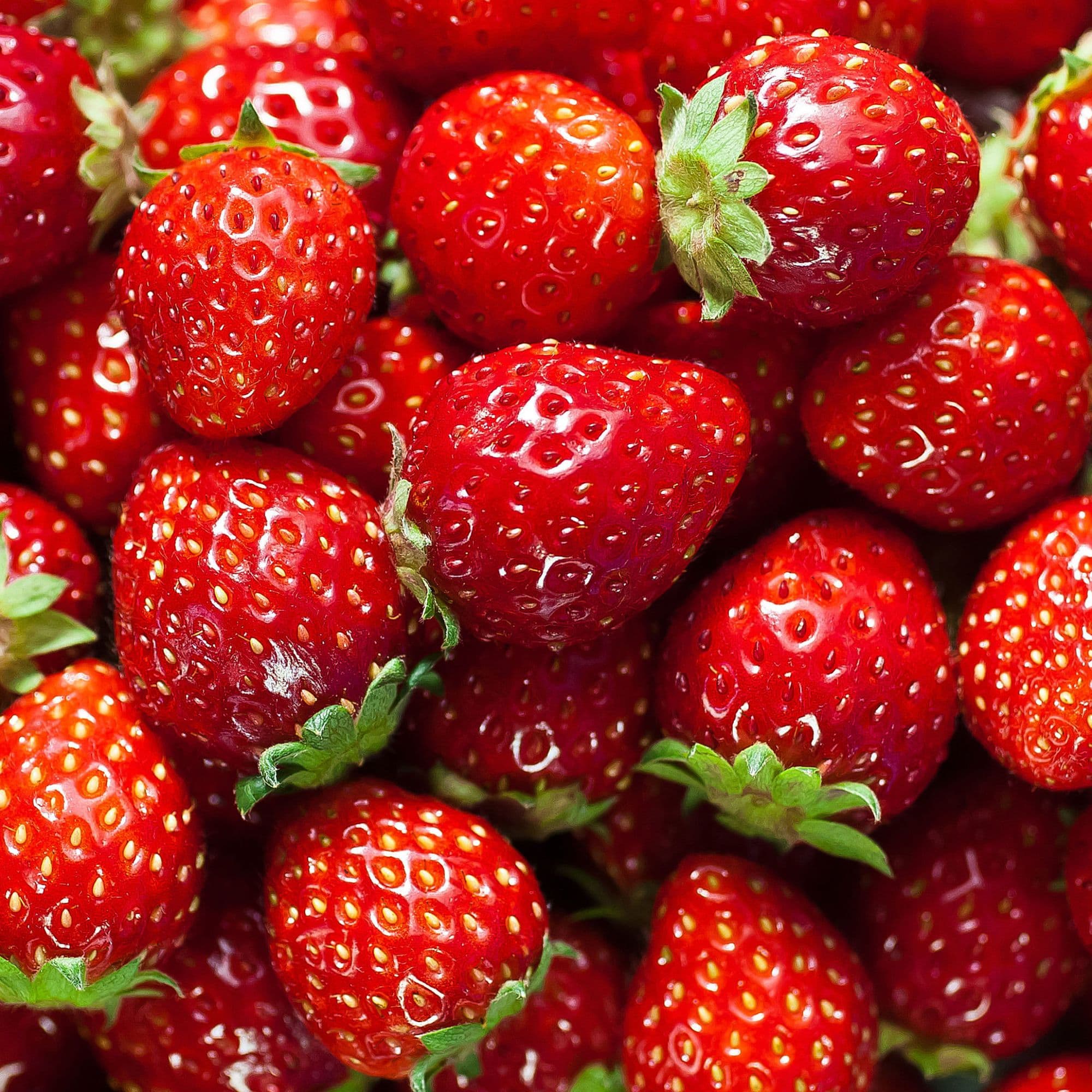 Strawberry Bloom